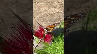 Monarch Butterfly at Monarch Grove Butterfly Sanctuary California on February 6 2023 [upl. by Eat]