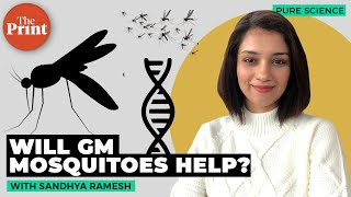 Why are scientists genetically modifying mosquitoes [upl. by Gilmore]