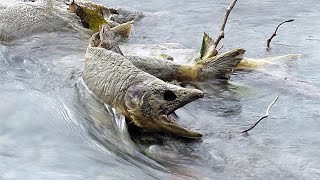 Pink Salmon Run  Squamish British Columbia [upl. by Alyl]