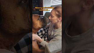 Training My Bullmastiff Puppy to be a Medical Alert Dog [upl. by Eillam]