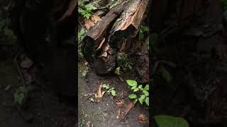 Shaw Woods hike nature shorts youtubeshorts [upl. by Guenzi81]