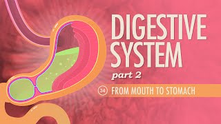 Digestive System Part 2 Crash Course Anatomy amp Physiology 34 [upl. by Lay]