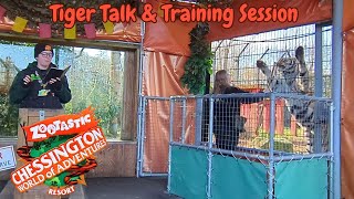 Tiger Talk and Training Session Zootastic Weekends 2024 at Chessington World of Adventures Resort [upl. by Danie598]