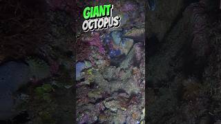 GIANT OCTOPUS😱 kapanatvadventures fishing highlights subscribe octopus [upl. by Eahsan495]