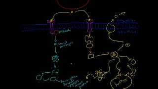 Overview of Major Cell Signalling Pathways [upl. by Ladonna]