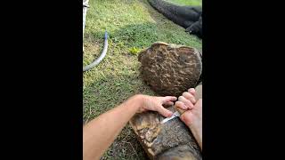 2024 Part 3 continued elephant front left foot abscess trim [upl. by Anselma58]