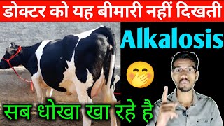 Alkalosis treatment in cow amp buffalo  alkalosis in cattle  Hivit injection  Rumen fs  hada vet [upl. by Nottus]