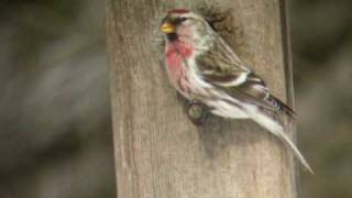 Common Redpoll [upl. by Evonne248]