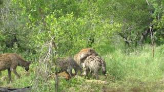 Hyenas vs Lions 122711 Spencer and Florences Honeymoon [upl. by Resay777]