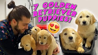 7 TANE GOLDEN YAVRUSU GELDİ 😍  Golden Retriever Yavruları  TheVet [upl. by Kappenne]