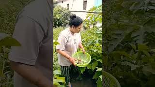 Summer Garden Harvestorganicgardeningyoutubeshorts [upl. by Harrak]