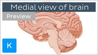 Medial view of the brain Midsagittal section preview  Anatomy  Kenhub [upl. by Adnahsal646]