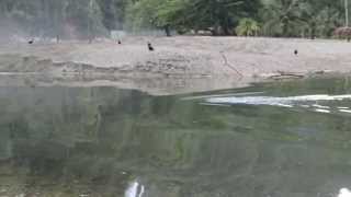 Leatherback Turtle trapped in river Grande Riviere Trinidad [upl. by Alyn840]