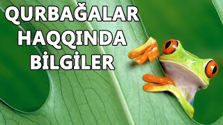 QURBAĞALAR HAQQINDA MARAQLI MƏLUMATLAR [upl. by Floro]