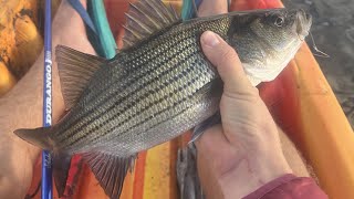 Review Ugly Stik Elite vs Ugly Stik GX2 amp How to Catch South Florida Striped Bass [upl. by Pozzy]