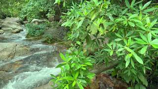 Gentle Stream and Soft Birdsong Best Relaxing Sounds for Sleeping Calming [upl. by Nhguavaj98]