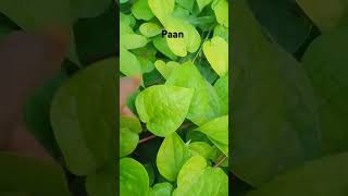 Betel leaf growth paan gardening betelleaf plants short [upl. by Vidal]