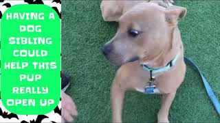 MEET FESTER AT KC PET PROJECT [upl. by Reinaldo]