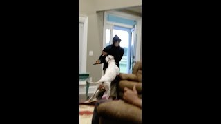 Dogo Argentino stops home invasion [upl. by Gnilhsa]