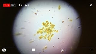 Ask an Explorer Foldscope YouTube Live  001 [upl. by Assilaj]