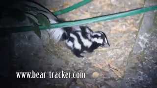 Western Spotted Skunk [upl. by Tripp569]