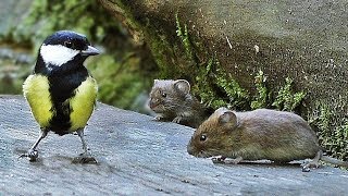 Cat Entertainment Videos  Mice and Birds Do Lunch [upl. by Anitsirk]