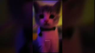 random tiktok edit 25  JERK prod 9lives  edit tiktok 9lives velocity cat winking shorts [upl. by Collayer513]