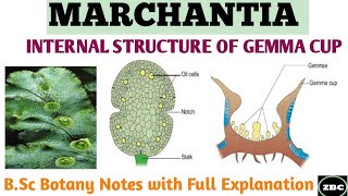 MARCHANTIA  Internal Structure of GEMMA CUP  Bsc Botany Notes with Full Explanation ZBC [upl. by Mohorva]