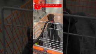 Bowmax first time at Home Depot corso puppy [upl. by Cone61]