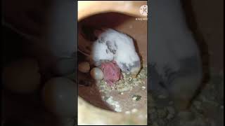 Bagrigar Bird new baby shortviral viralvideo Pyarepigeonkabutar012 [upl. by Lianna614]