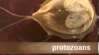 Helpful and Harmful Bacteria Protists and Fungi [upl. by Noxin682]