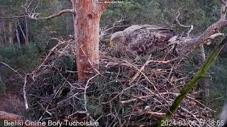 Whitetailed Eagle Nest Tuchola Forest Poland 20240306 [upl. by Yerok669]