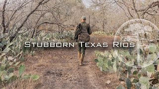 Turkey Hunting  Stubborn TEXAS RIOS [upl. by Wrand]