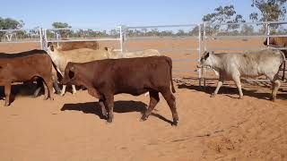 40 WOODHOUSE CROSSBRED WEANER HEIFERS HGP FREE  AV 2649KG CURFEWED [upl. by Spike378]