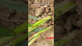 Wheat Grain Beetle  Gandum gehoon ka keera wheatcrop grainbettle farming farmers wheatborer [upl. by Notselrahc987]