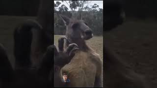 Kangaroo finds Australia mans home want shourts anima funnyshourt funny youtube wildlife [upl. by Micah203]