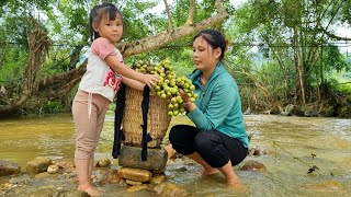 Harvesting natural fruits to sell  repairing chayote trellis  daily life of a single mother [upl. by Viquelia]