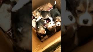 Beagle puppies available 7291877952 [upl. by Drofla899]