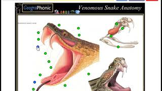 Venomous snake anatomy game for school and biology and wildlife [upl. by Nwahsan819]