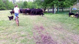 German Shepherds working cattle [upl. by Manup138]