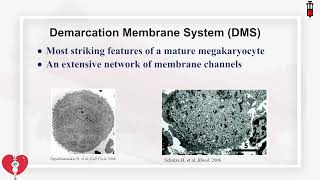 93 Megakaryocyte development and platelet formation [upl. by Rivers]