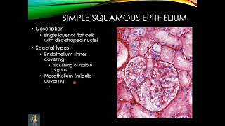 Histology of Epithelium amp apical cell surface modifications  lect 1  Dr Shehla Aman [upl. by Fabrianna]