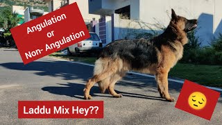 Angulation vs Straight Back German Shepherd Dog  kya laddu mix Breed hey 😳😳 😭 [upl. by Raimondo13]