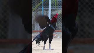 sandaseval videos  sandakoli valarppu  kattu seval shorts rooster aseel [upl. by Evot]