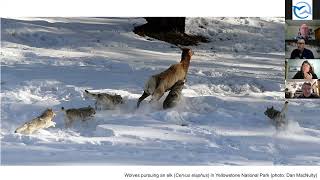 Ecological Effects of Recolonizing Wolves in Washington by Aaron Wirsing [upl. by Nuahsal]