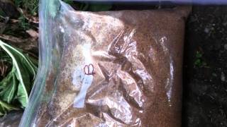 Hyper composting with bokashi and IMO 3 effective beneficial bacteria fungi for garden soil Part 1 [upl. by Staw109]