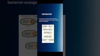 Genetic recombination Transduction transformation conjugation conceptsofbotany [upl. by Helbonna95]