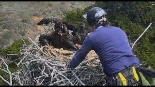 Sauces Channel Islands Eagle Cam  Banding Day Removal Of Eaglets Part One 5118 [upl. by Crutcher917]