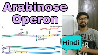 Arabinose operon in Hindi [upl. by Norb]