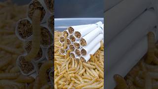 their favorite quotfoodquot worms satisfying fypシ mealworms eat asmr trend [upl. by Aviv]